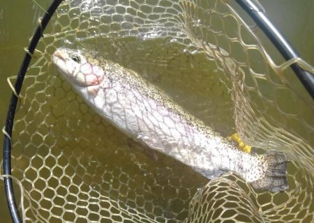 大安トラウトレイク 釣果